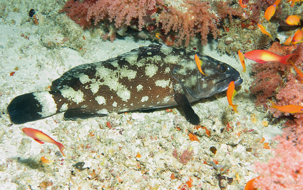 Velidhu - 2013_03_13 - IMG_0622rf_Merou tapis - Epinephelus macrospilos_Nika point_Plongee.jpg